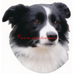 Samolepka border kolie