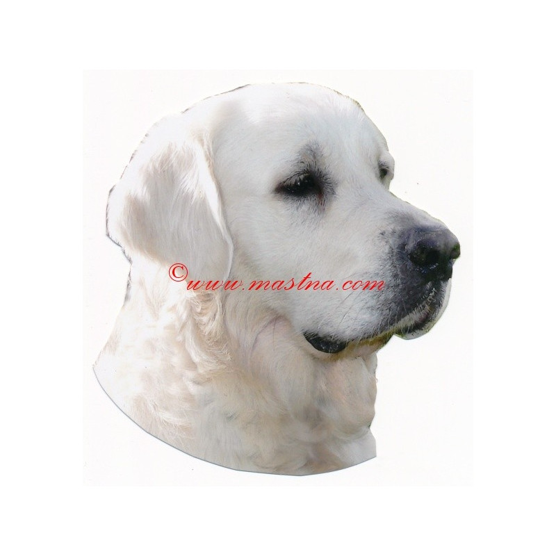 Samolepka zlatý retrívr, golden