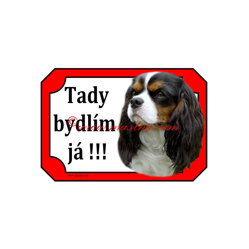 Tabulka kavalír king Charles španěl