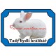 Tabulka králík český albín