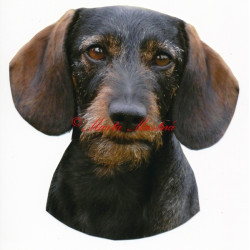 Samolepka jezevčík hrubosrstý, drsnosrstý