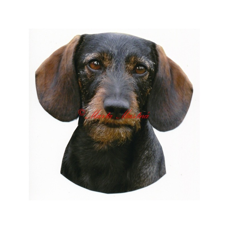 Samolepka jezevčík hrubosrstý, drsnosrstý