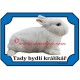 Tabulka králík hermelín bílý modrooký