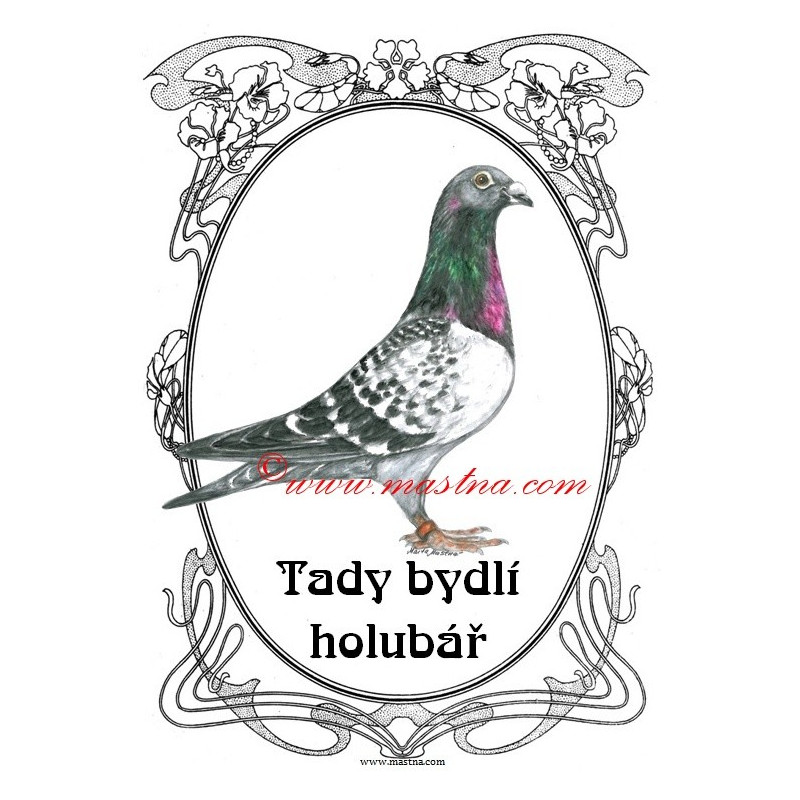 Tabulka holub poštovní