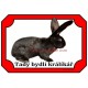 Tabulka králík belgický obr černý