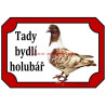 Tabulka holub moravský pštros