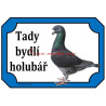 Tabulka holub německý výstavní