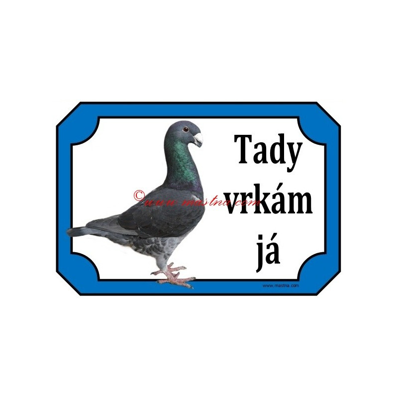 Tabulka holub německý výstavní