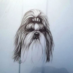 Shih - tzu