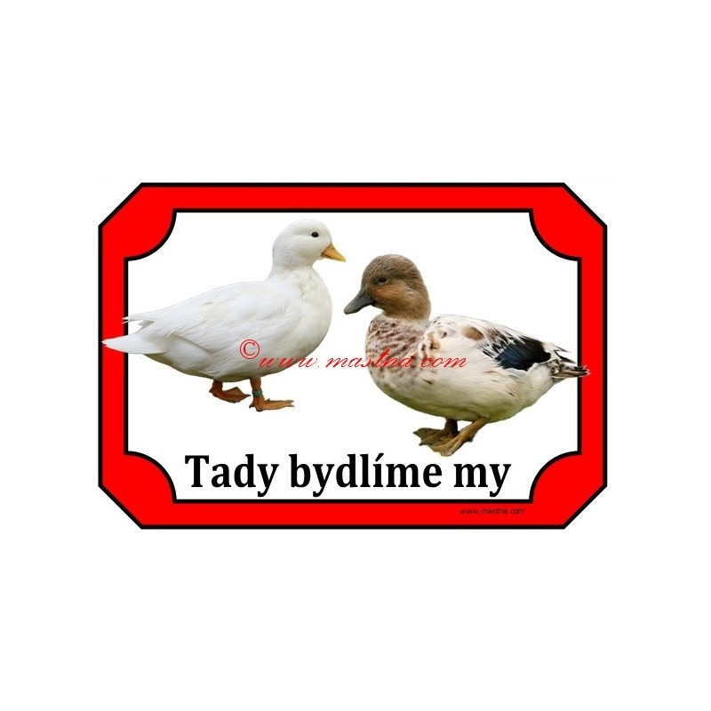 Tabulka kachna zakrslá