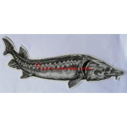 Samolepka jeseter, ryby