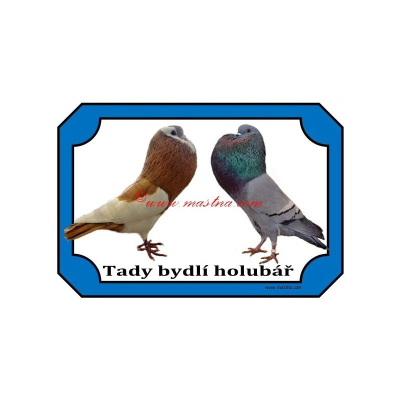 Tabulka holub český stavák