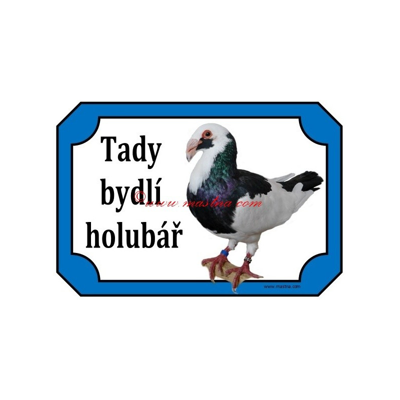 Tabulka holub norimberská bagdeta