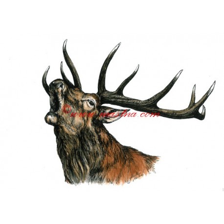 Obraz jelen, myslivost, kolorovaná perokresba - tisk