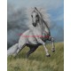 Obraz španělský kůň, olej na plátně