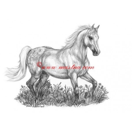Obraz shagya arab, kůň, koně, tužka - tisk
