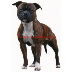 Samolepka stafordšírský bulteriér