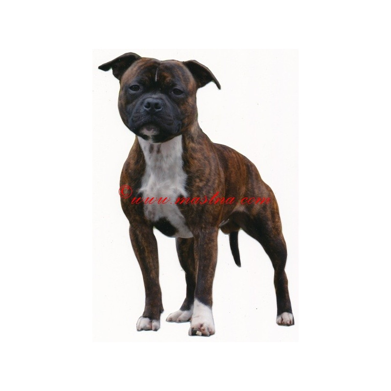 Samolepka stafordšírský bulteriér