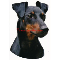 Samolepka  manchester teriér