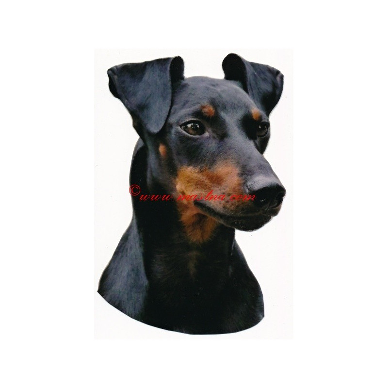 Samolepka  manchester teriér