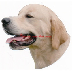 Samolepka zlatý retrívr, golden