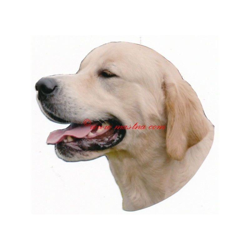 Samolepka zlatý retrívr, golden