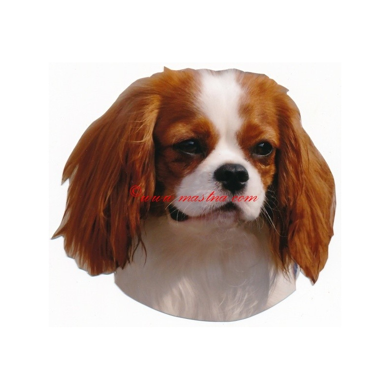 Samolepka kavalír king Charles španěl blenheim