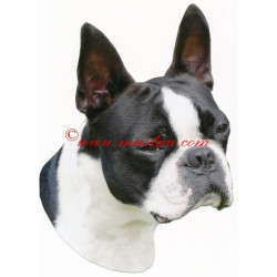 Samolepka boston teriér