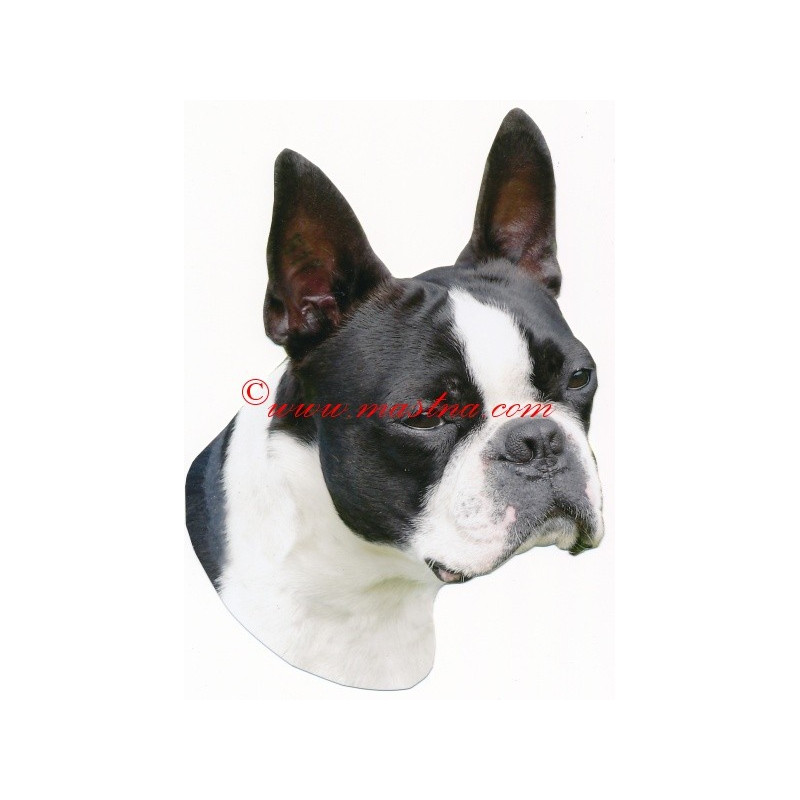 Samolepka boston teriér