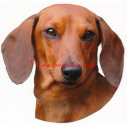 Samolepka jezevčík hladkosrstý, krátkosrstý