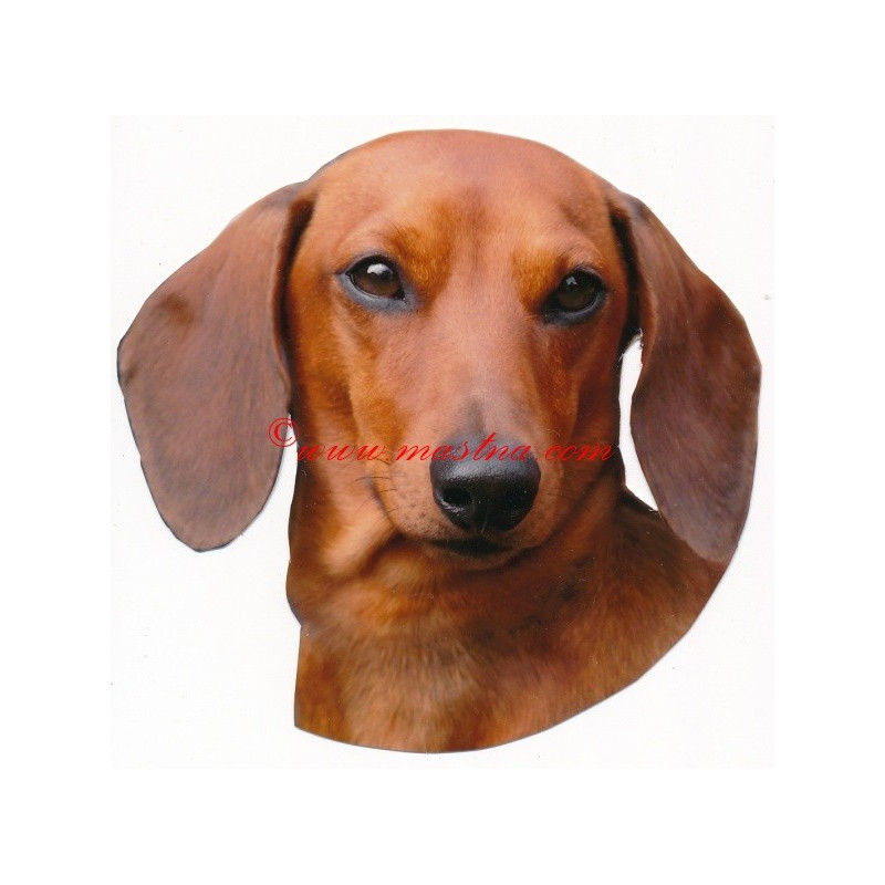 Samolepka jezevčík hladkosrstý, krátkosrstý