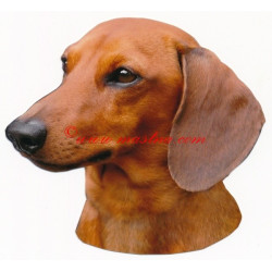 Samolepka jezevčík hladkosrstý, krátkosrstý