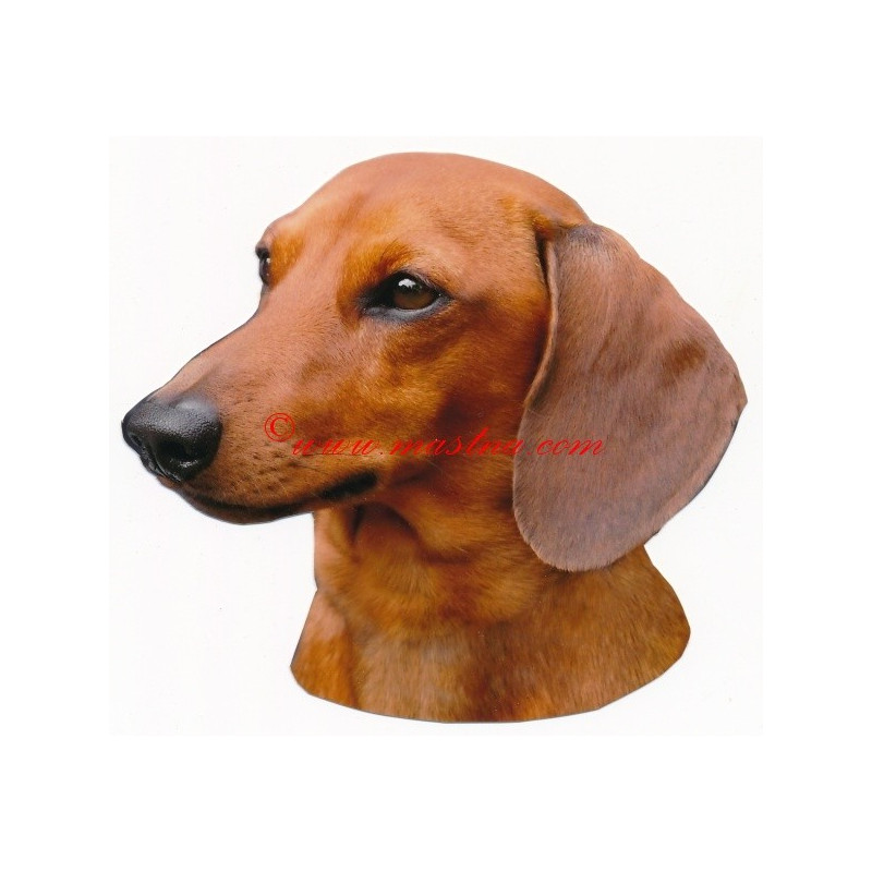 Samolepka jezevčík hladkosrstý, krátkosrstý