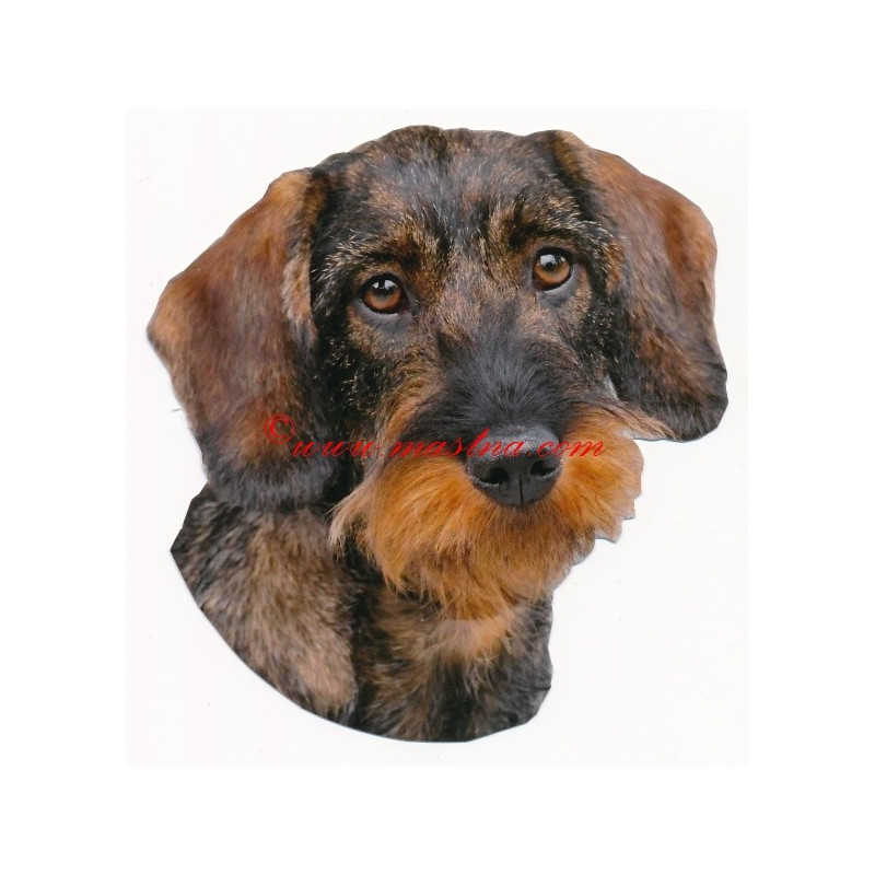 Samolepka jezevčík drsnosrstý, hrubosrstý