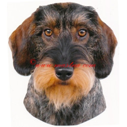 Samolepka jezevčík drsnosrstý, hrubosrstý