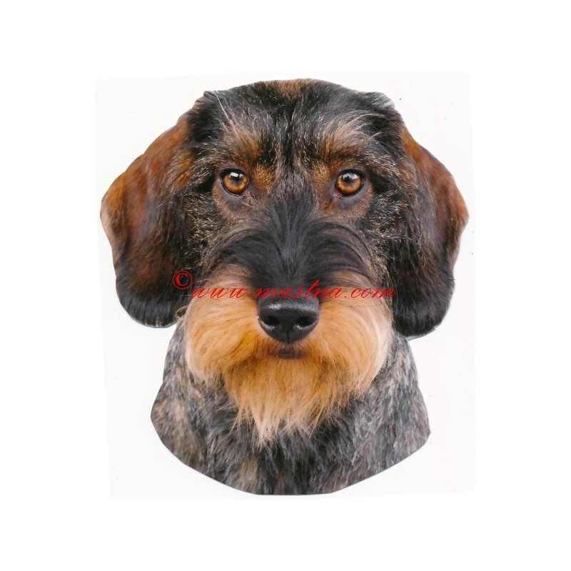 Samolepka jezevčík drsnosrstý, hrubosrstý