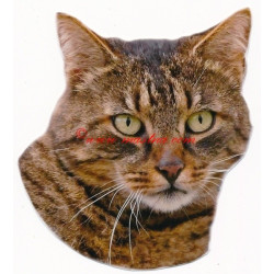 Samolepka kočka evropská