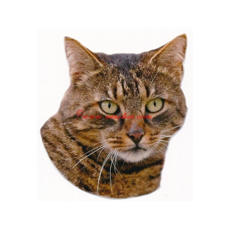 Samolepka kočka evropská