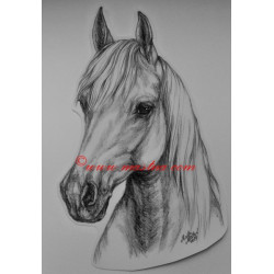 Samolepka ashagya arab, kůň, koně