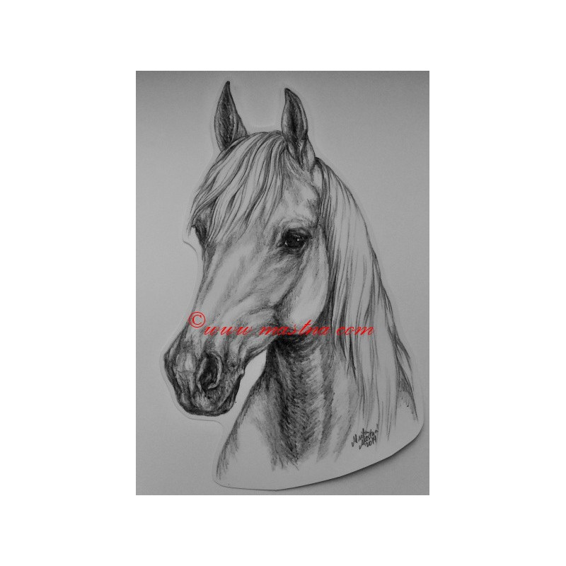 Samolepka ashagya arab, kůň, koně