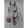 Samolepka ashagya arab, kůň, koně