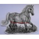 Samolepka ashagya arab, kůň, koně