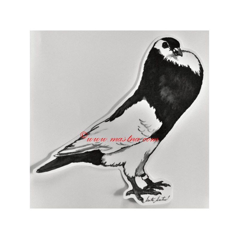 Samolepka holub český stavák