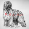 Briard