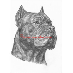 Obraz cane corso, tužka - tisk