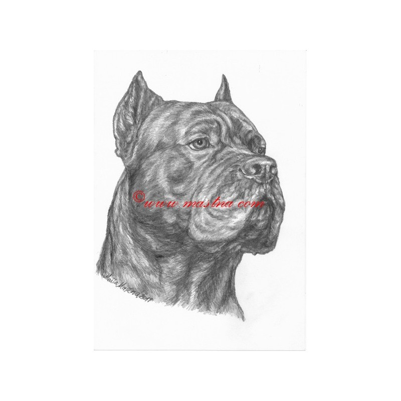 Obraz cane corso, tužka - tisk