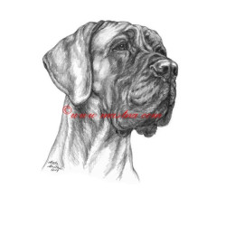 Obraz německá doga, tužka - tisk