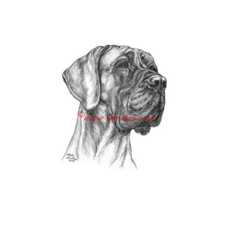 Obraz německá doga, tužka - tisk