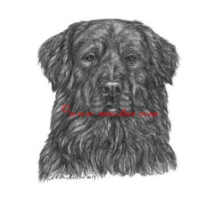 Obraz hovawart, tužka - tisk