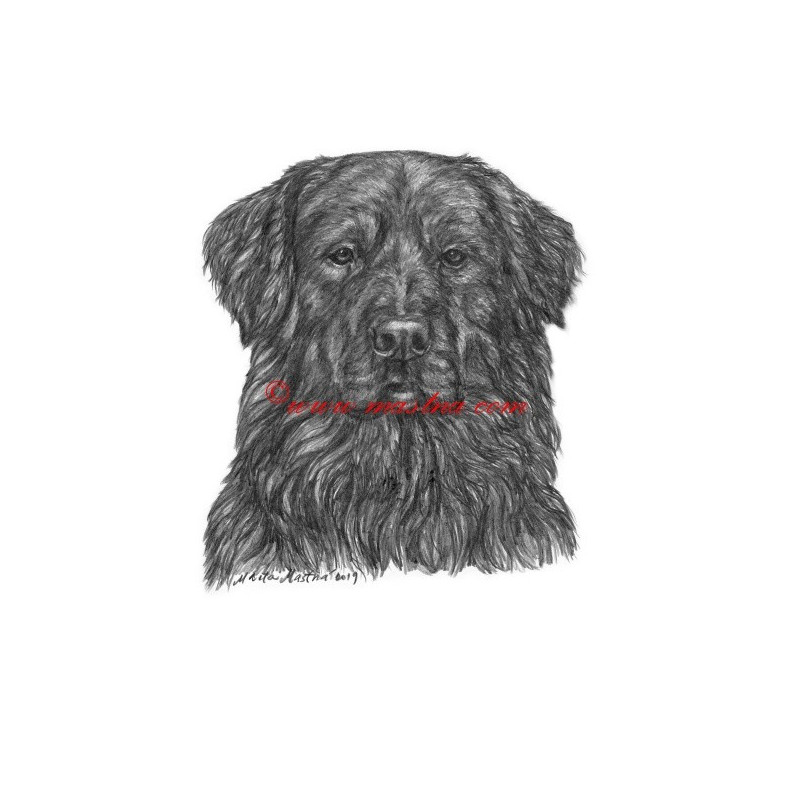 Obraz hovawart, tužka - tisk